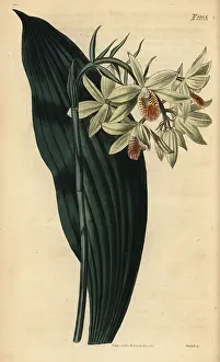Weddell: Geodorum orchid, Geodorum terrestre