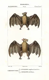 Peronii: Geoffroy's rousette bat, Rousettus amplexicaudatus