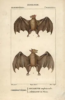 Peronii: Geoffroy's rousette bat, Rousettus amplexicaudatus