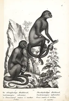 Cana: Geoffroy's woolly monkey, endangered, and