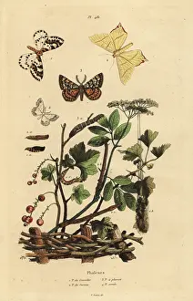 Ornata: Geometer moths