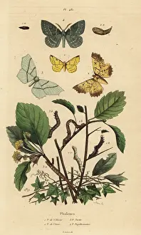 Casse: Geometer moths