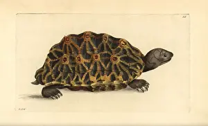 Psammobates: Geometric tortoise, Psammobates geometrica Endangered