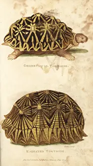 Radiata: Geometric tortoise and radiated tortoise