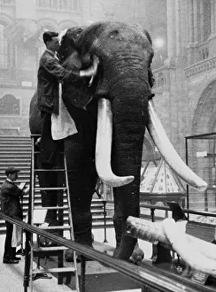 Proboscidean: George the elephant, 1935