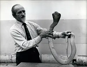 Immune: George Williams with King Cobra which bit him