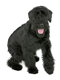 Schnauzer: Georgie a giant schnauzer