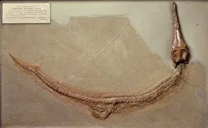 Crocdilian: Geosaurus gracilis