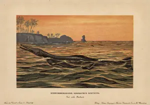 Crocodyliform: Geosaurus suevicus, an extinct marine crocodyliform