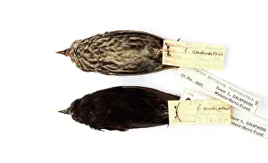 Beaked: Geospiza difficilis, sharp-beaked ground finch