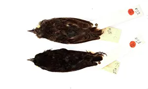 Beaked: Geospiza difficilis, sharp-beaked ground finch
