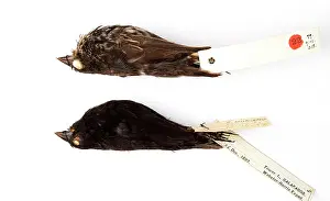 Beaked: Geospiza difficilis, sharp-beaked ground finch