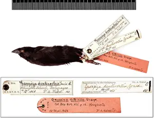Beaked: Geospiza difficilis, sharp-beaked ground finch with labels