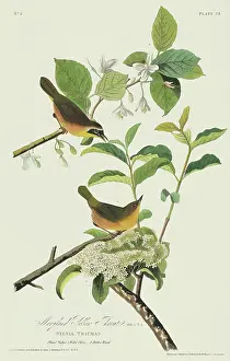 Geothlypis: Geothlypis trichas, common yellowthroat