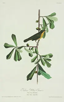 Acorn: Geothlypis trichas, common yellowthroat