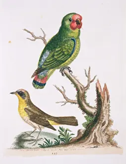Geothlypis: Geothlypis trichas, common yellowthroat