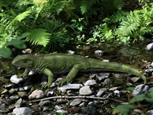 Diapsid: Gephyrosaurus is an extinct animal from the Early Jurassic ?