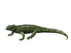 Amniote: Gephyrosaurus is an extinct animal from the Early Jurassic ?