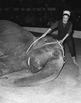 Taming: Geraldine Chaplin with elephant at Cirque d'Hiver, Paris