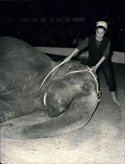 Taming: Geraldine Chaplin with elephant at Cirque d'Hiver, Paris