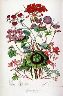 Geraniaceae: Geraniaceae - Geranium