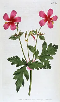 Geranium: Geranium Anemonefolium or Anemone Leaved Geranium