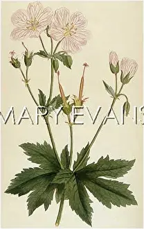 Stalked: GERANIUM ANGULATUM