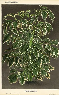 Aralia: Geranium aralia, Polyscias guilfoylei