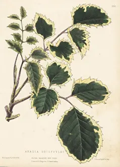 L. Reeve: Geranium aralia or wild coffee, Polyscias guilfoylei