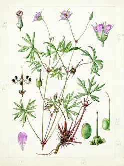 Gwen: Geranium columbinum - longstalk cranesbill