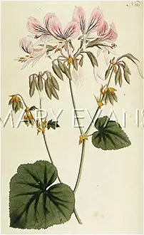 Geraniums: Geranium Cordifolium, or Heart Leaved Geranium