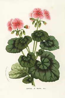 Bective: Geranium cultivar, Countess of Bective, Pelargonium zonale