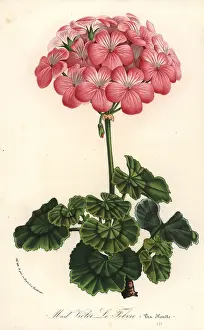 Pelargonium: Geranium cultivar, Pelargonium zonale
