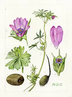 Geranium: Geranium dissectum - cut-leaved cranesbill