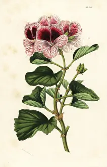 Mazeppa: Geranium hybrid, Pelargonium mazeppa superbe