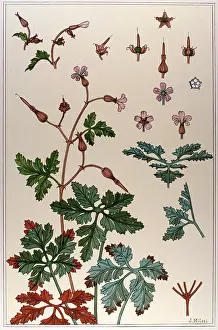 Application: Geranium by J Milesi