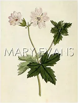 Lanceolatum: GERANIUM LANCEOLATUM
