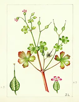 Geranium: Geranium lucidum - shining cranesbill