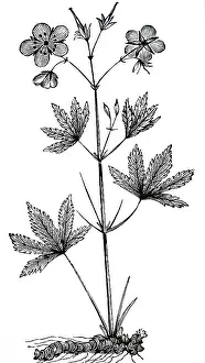 Astringent: GERANIUM Maculatum (cranesbill). Used as an astringent