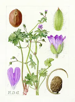 Geranium: Geranium molle - dove?s foot cranesbill