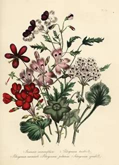 Handfinished: Geranium and pelargonium species