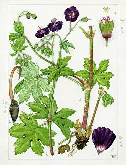 Commonly: Geranium phaeum - dusky cranesbill