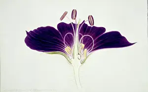 Geranium: Geranium phaeum, mourning widow geranium