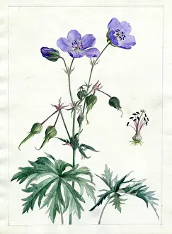 Geranium: Geranium pratense - meadow cranesbill