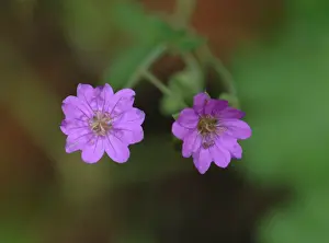 Geranium: Geranium pratense, meadow cranesbill