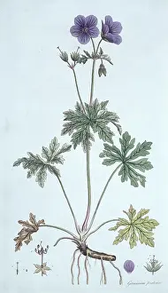 Londinensis: Geranium pratense, meadow cranesbill