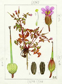 Gosport: Geranium purpureum - little robin