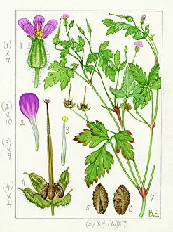 Everard: Geranium purpureum - little robin