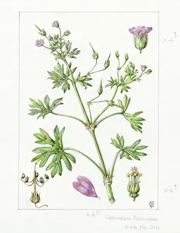 Geranium: Geranium pusillum - small-flowered cranesbill