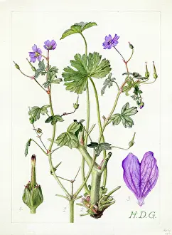 Geranium: Geranium pyrenacium - mountain cranesbill